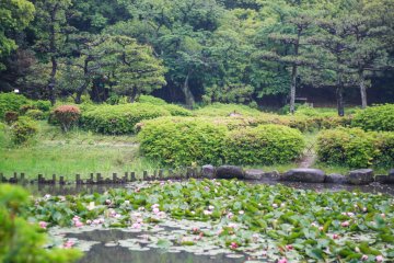 Hattori Ryokuchi Park