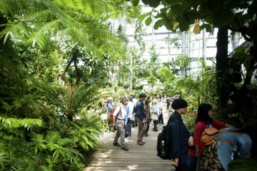 The humid tropical garden