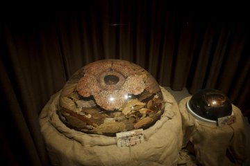 Rafflesia, the largest flower in the world, on display
