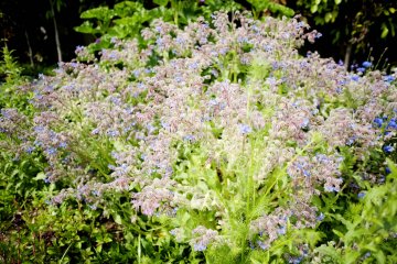 Flowering shrubs in the English garden