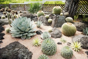 Plants of arid regions