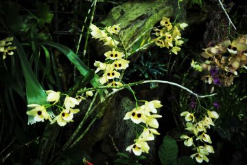 Tropical orchids