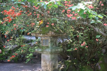 Une lanterne et les fleurs d'avril