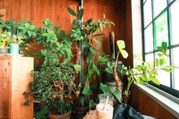 Large-leafed plants