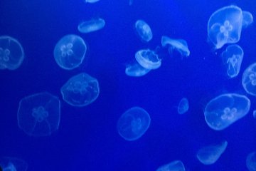L'Aquarium SUMIDA à Tokyo