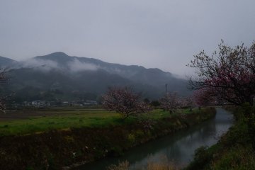 Ikuhina is village famous for cherry blossoms and Hina dolls