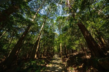Path to the temple