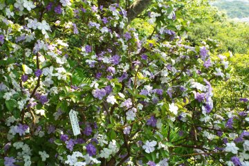 American Jasmine