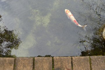La carpe Koi, passion japonaise.