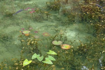 L'Etang "Monet" de Nemichi