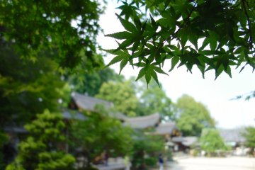 Une grande variété de plantes et d'arbres longe le périmètre du site du sanctuaire
