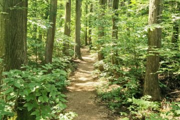 A wood chip path along the lakeside