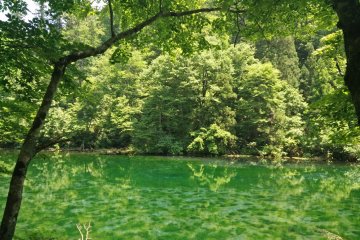 Reflections on the surface of the pond