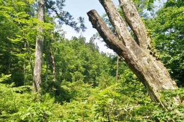 Nothing but nature