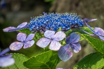 From late May to June this peaceful park has many colorful hydrangeas