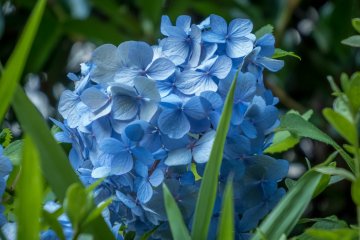 These pretty flowers look even better when viewed up close