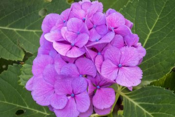 Interestingly, there are many different types of hydrangeas ranging in color and size