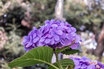 Considering its small size, Nogeyama Park holds many different kinds of flowers 