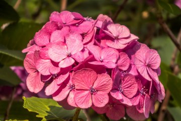 These beautiful pink hydrangeas contrast well with the more common blue variety