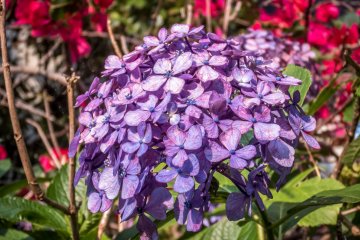 A light purple hydrangea with some colorful red flowers in the background