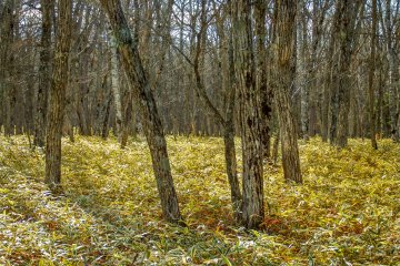 En se rendant plus au sud en direction des chutes Ryuzu, le paysage forme progressivement une forêt parsemée de conifère et contenant toute une végétation propre au Japon