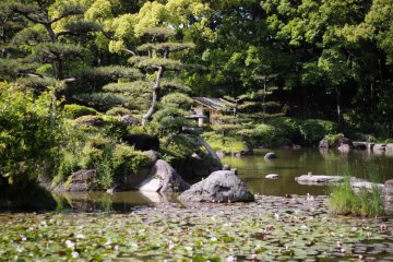 L'étang du jardin 