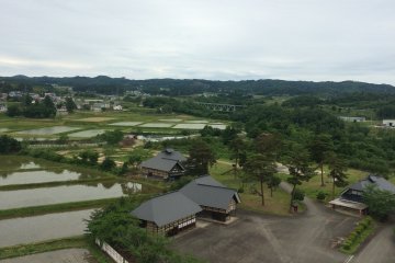 Beautiful rice fields by the park