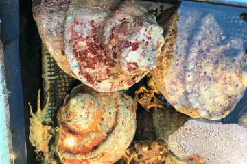 Fresh shellfish is a hit with the kids