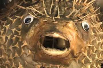 Come face to face with the creatures of the deep