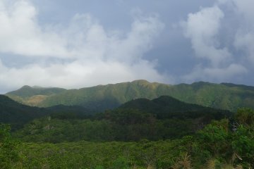La jungle d'Iriomote