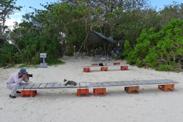 Kabira ou la baie des chats