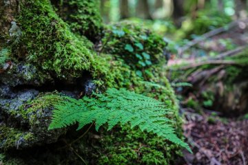 Moss