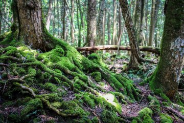 The trees spread their roots out over the surface of the lava as if they were crawling.