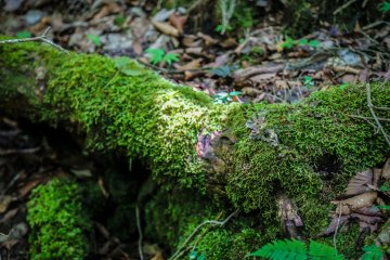 If you are into moss, this is your lucky day