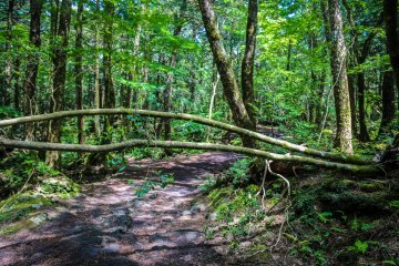 A fallen tree