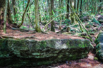  Aokigahara has many stunning views