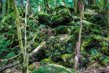 Moss growing over the roots of a tree