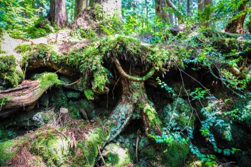 Tree roots