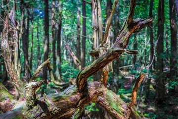A branch of a tree