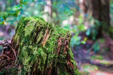 Moss on a tree