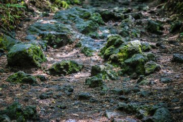 The forest grew atop of lava that flowed during the eruption of Mt. Fuji around 1200 years ago