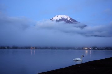 A swan mills around the lakeshore as Mt. Fuji covers itself modestly with a few clouds