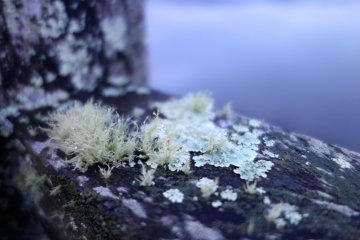 Small details are beautiful. Soft moss grows on the side of the wooden railing