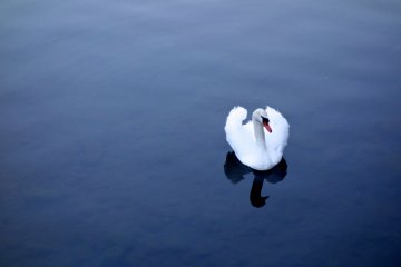 ...Except for the swans