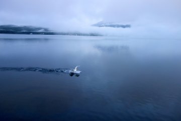 A swan skids across the water, breaking the surface of the lake