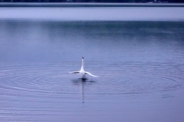 The swans at Lake Yamanakako seemed most active around dawn, preening feathers, bleating or diving for food