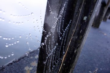 Intricate spiderwebs and droplets of morning dew form tiny beads of glassy water