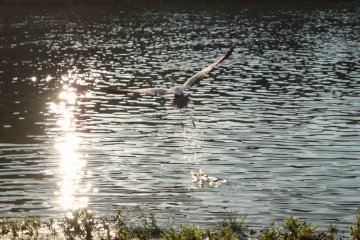 Duck taking off from water. Kamogawa literally means "duck river."