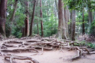 Tangled tree roots covering the Kurama-Kibune trail make for some mystical atmosphere in twilight