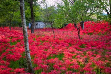 Full of flowers